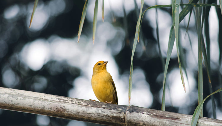 Backyard Birding & Wildlife