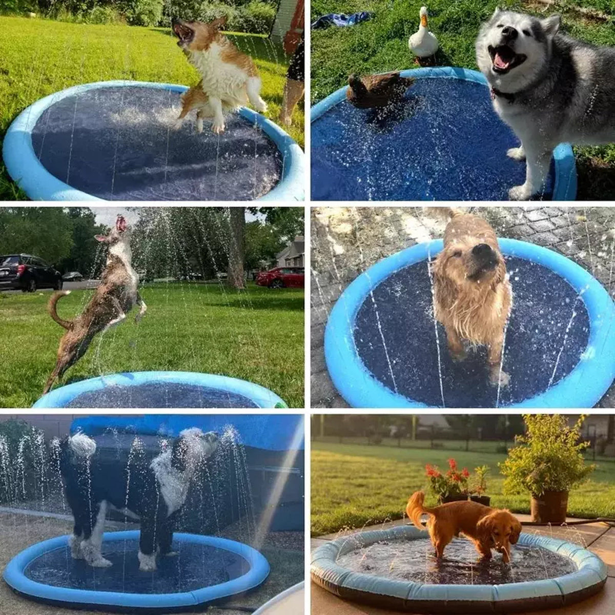 PawWavey Dog Pool