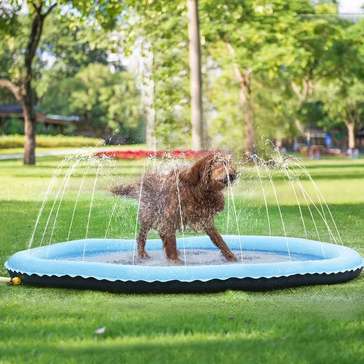 PawWavey Dog Pool
